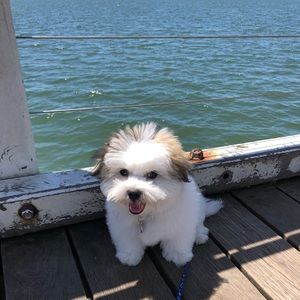 Meet your Posher, Terry